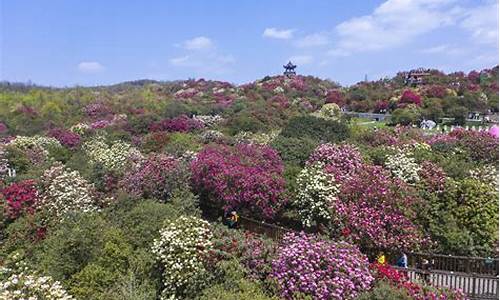 贵州毕节百里杜鹃旅游攻略杜鹃花_贵州毕节百里杜鹃旅游攻略