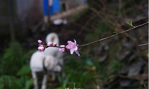 大城县天气预报15天准确率_大城县天气预报